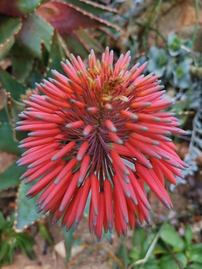 Aloe