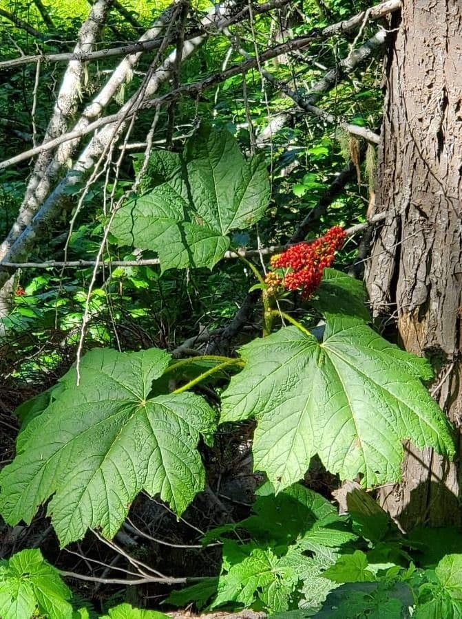 Oplopanax horridus 7