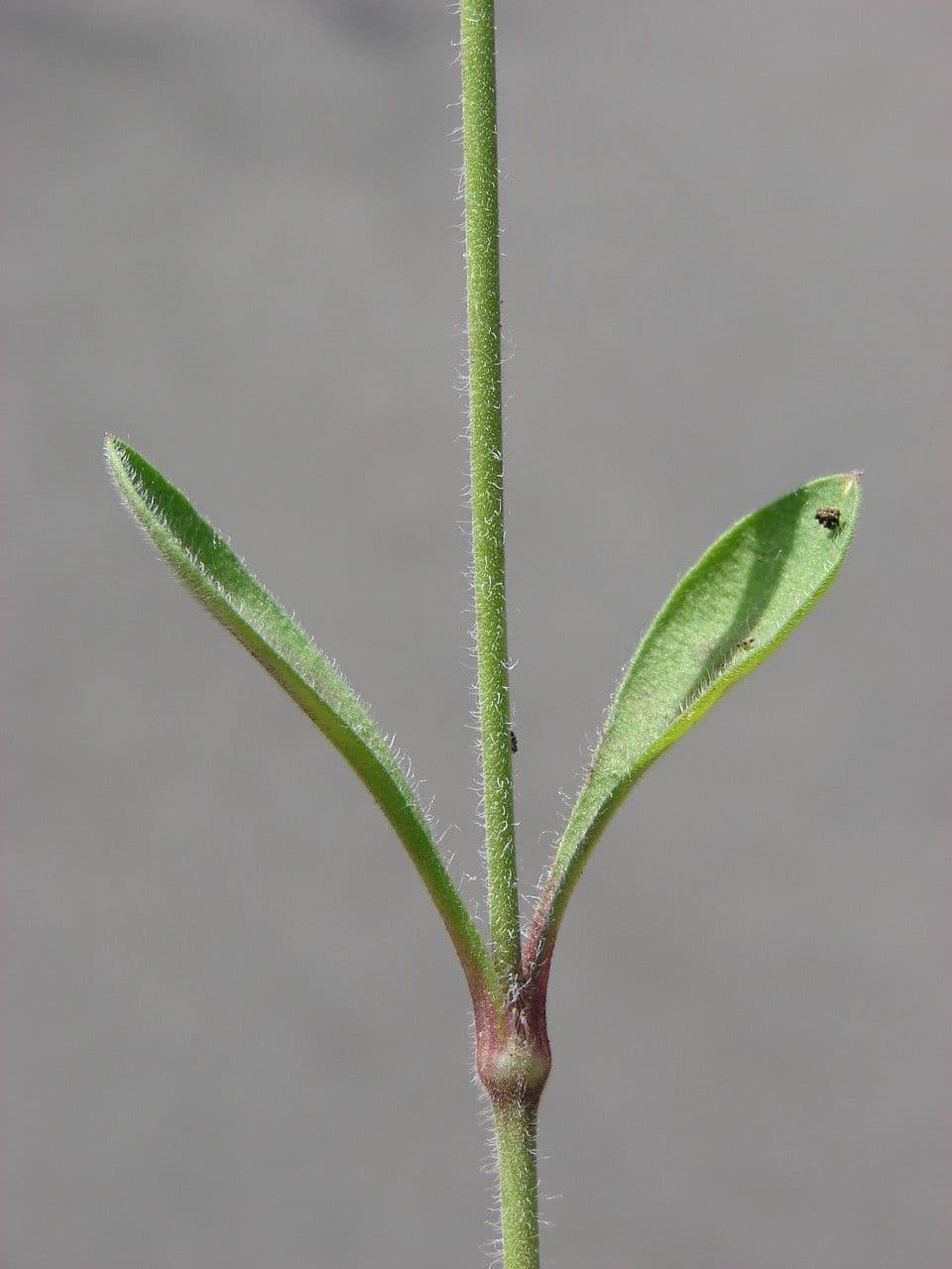 Mediterranean catchfly 22