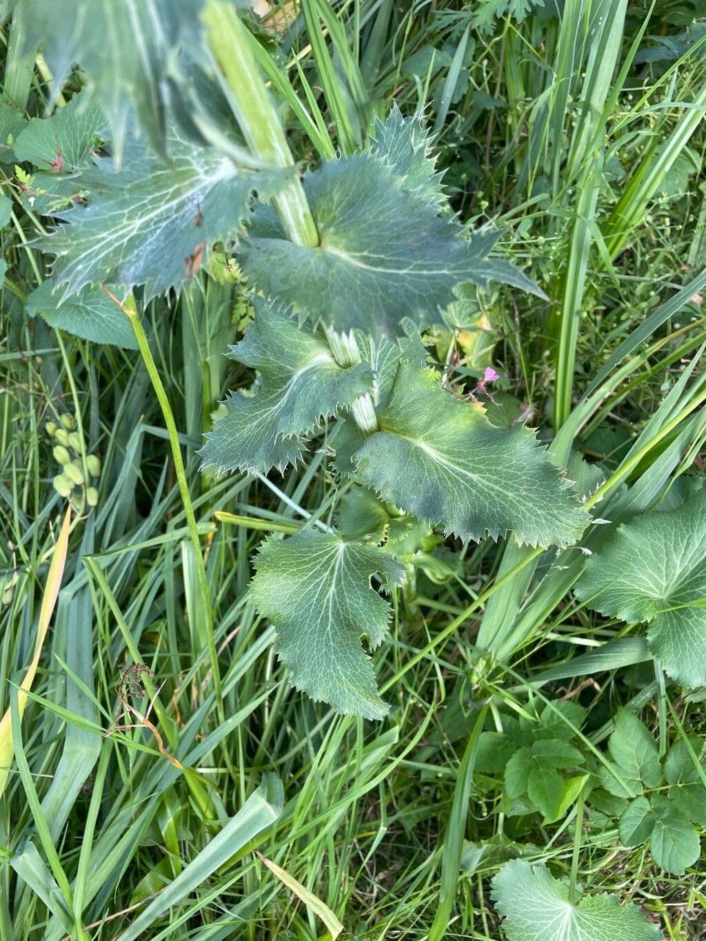 Panicaut géant 19