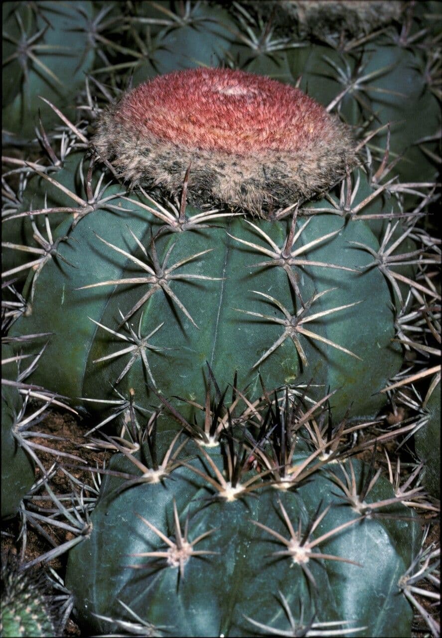 Melocactus 11