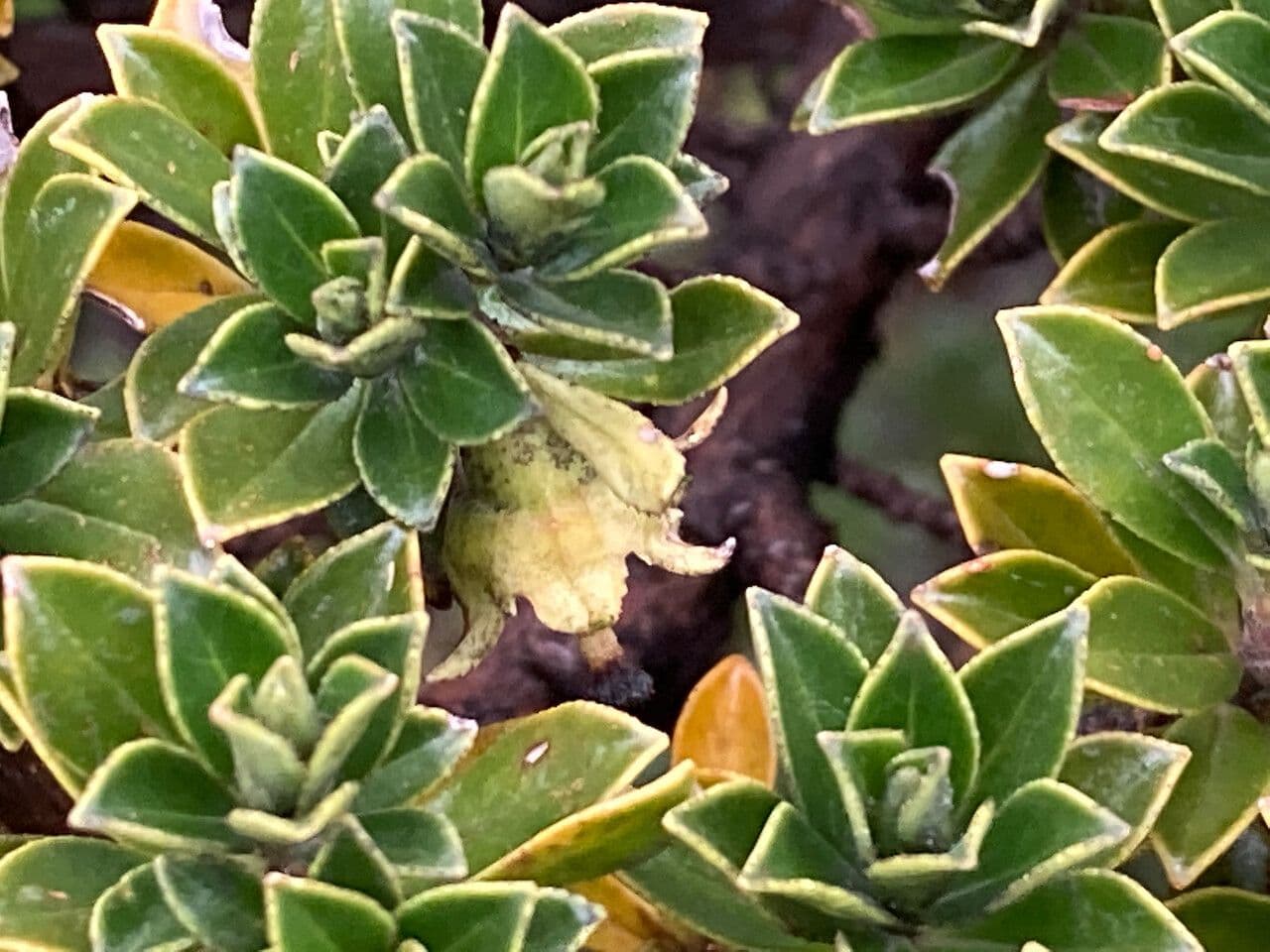 Escallonia 4