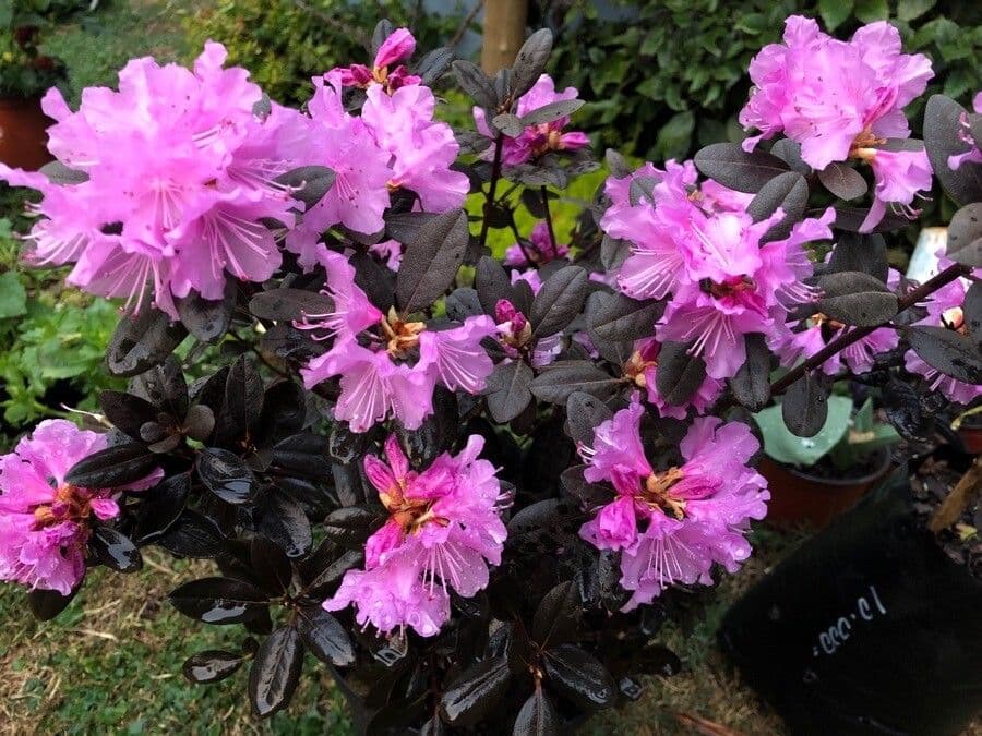 Rododendro lapponico
