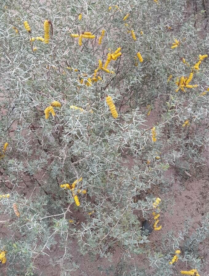 Kriechende Prosopis 8