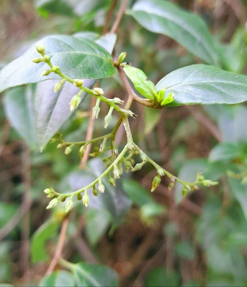 Chiococca alba 9