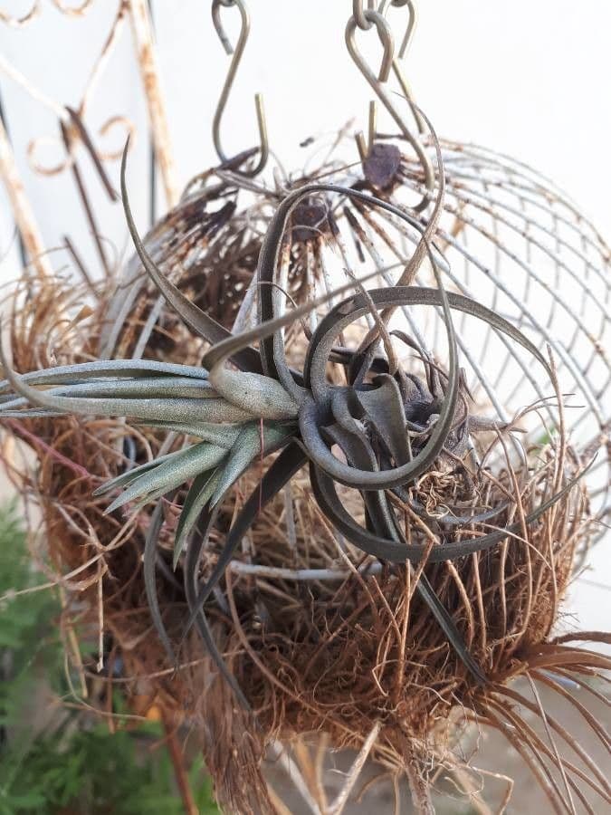Tillandsia brumosa 6