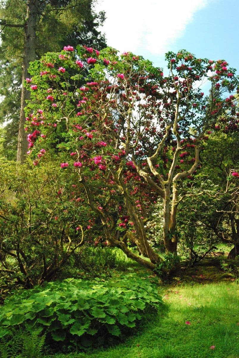 Rododendro 9