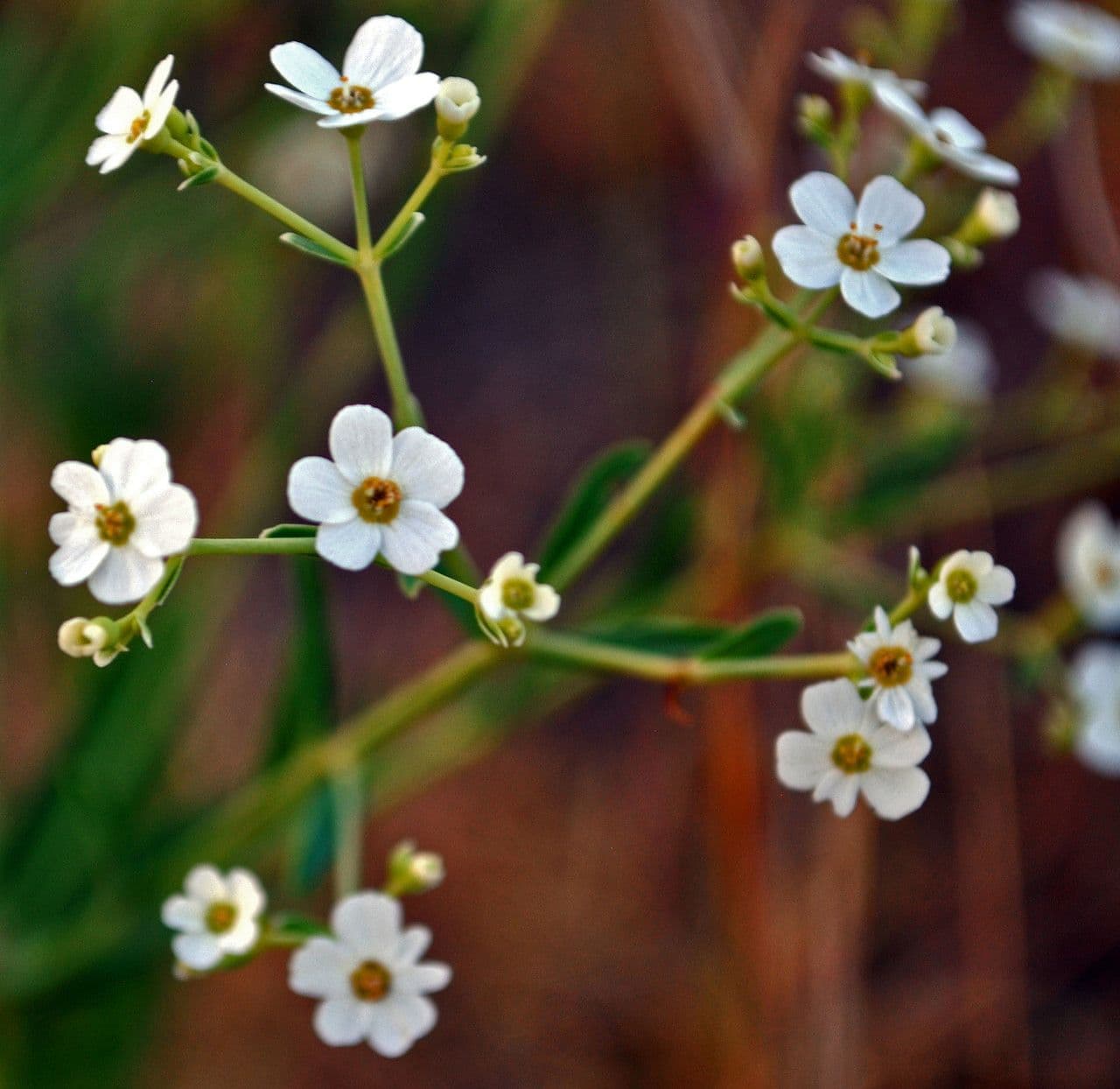 Euforbia corolla 5