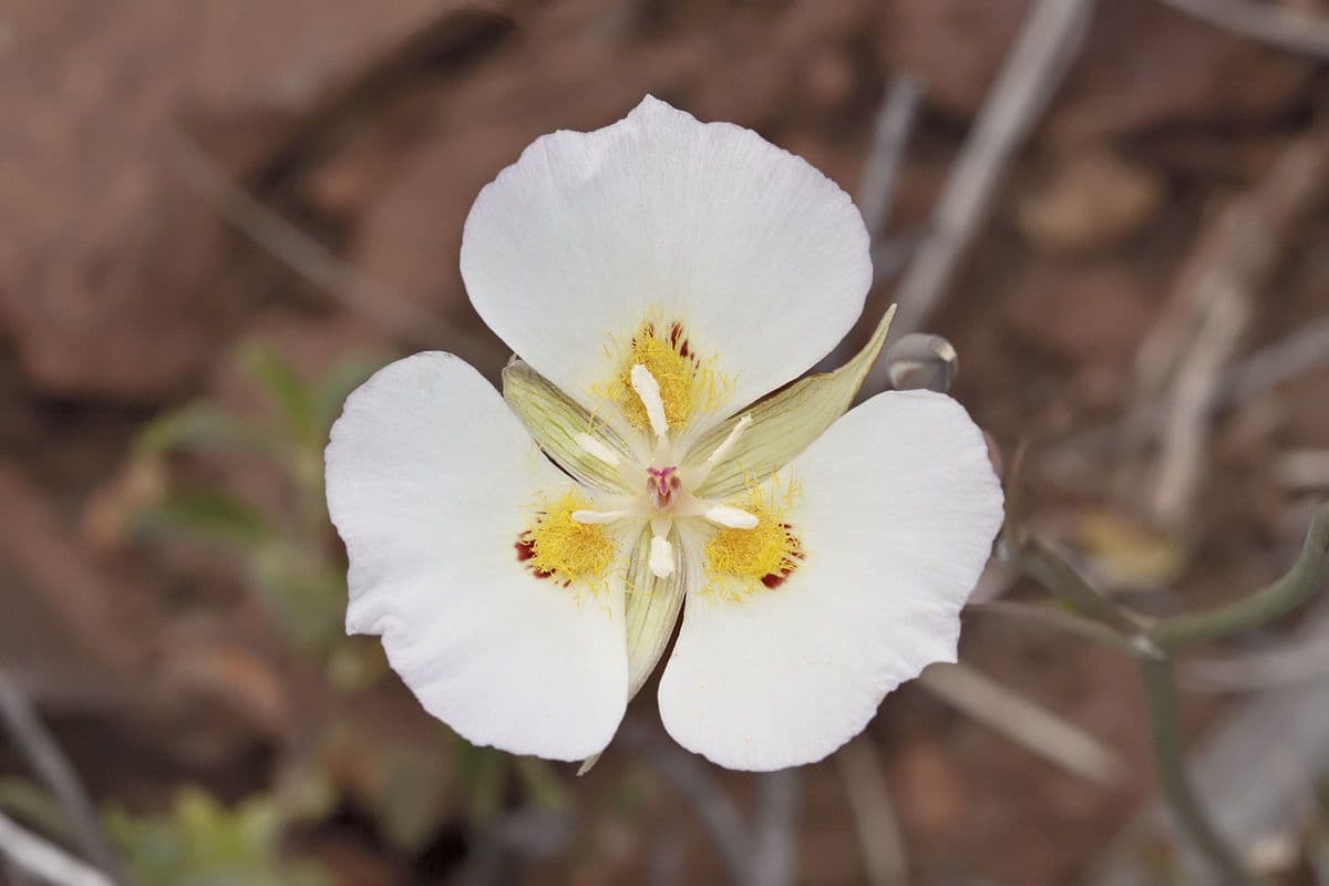 Calochortus 5