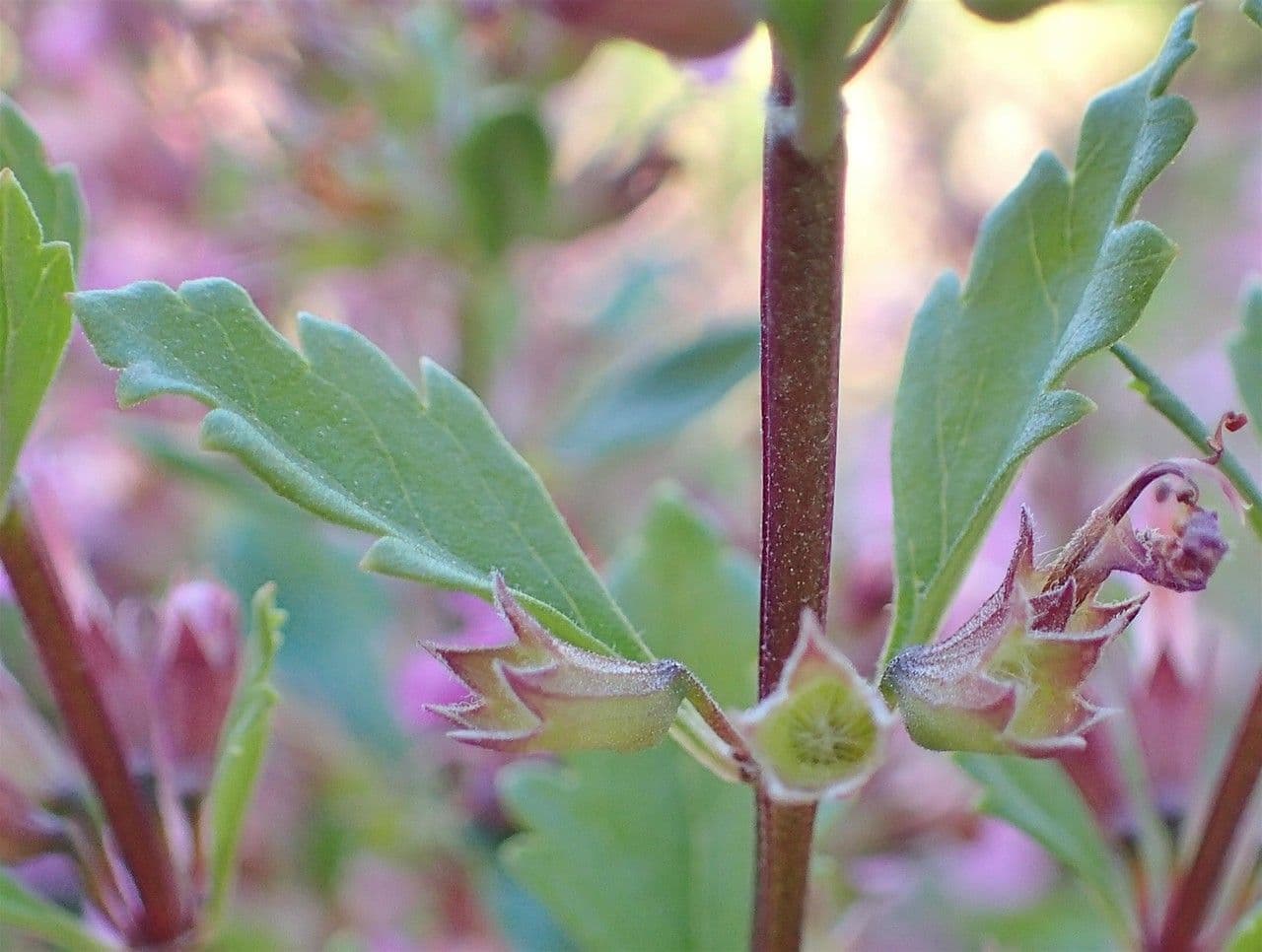 Teucrium 20