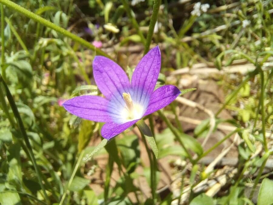 Campanula 2