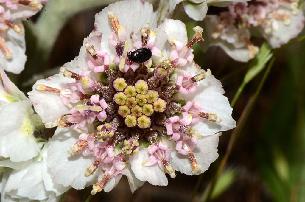 Hymenopappus artemisiifolius 3