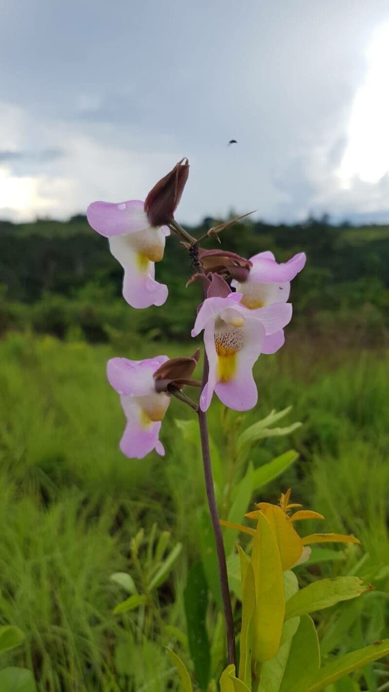 Phalaenopsis 5