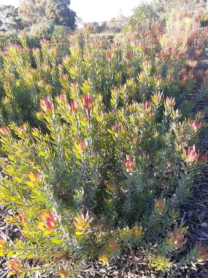 Leucadendron 7