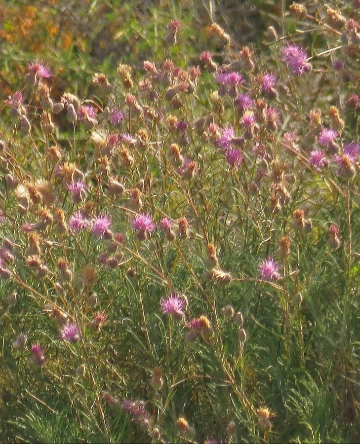 Ptilostemon chamaepeuce 6