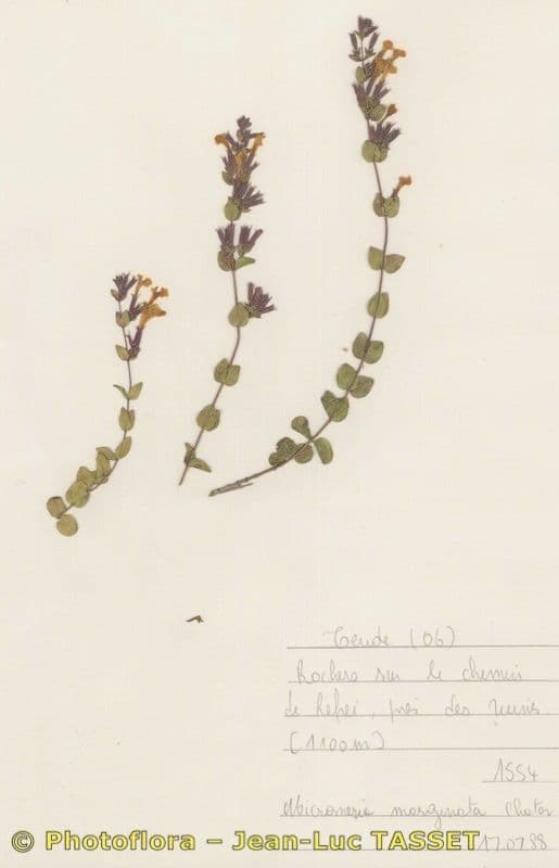 Micromeria marginata 17