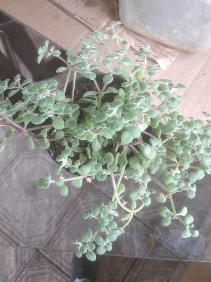 Crassula expansa 2