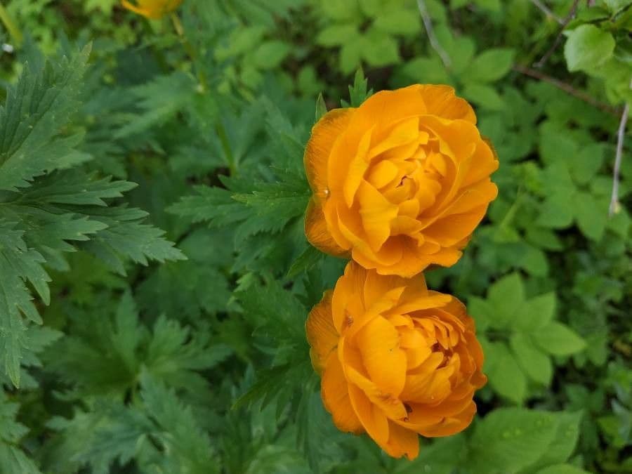 Globeflora asiática 2