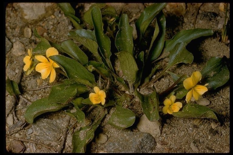 Viola di Baker 6