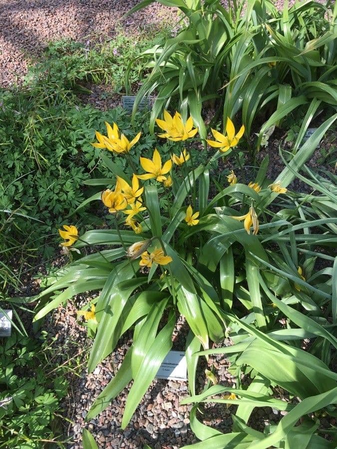 Tulipano 5