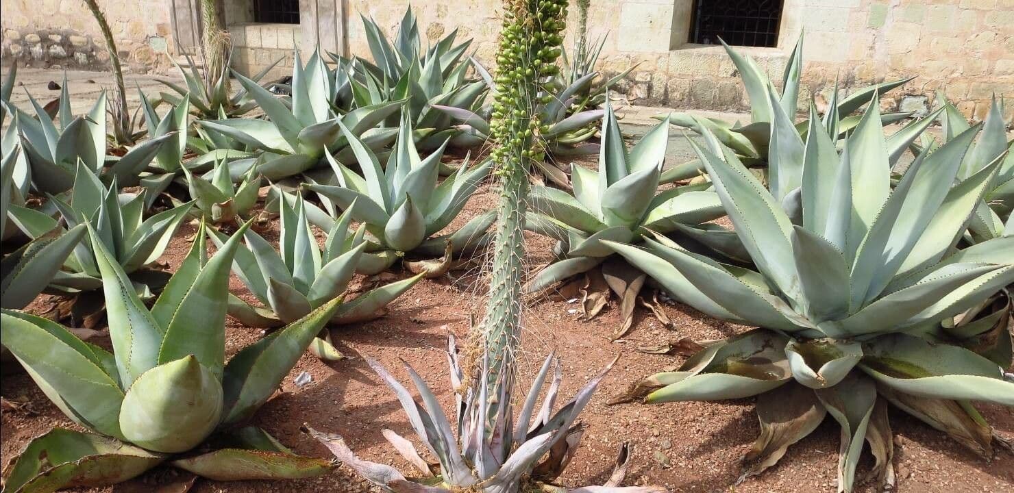 Utah-Agave 20