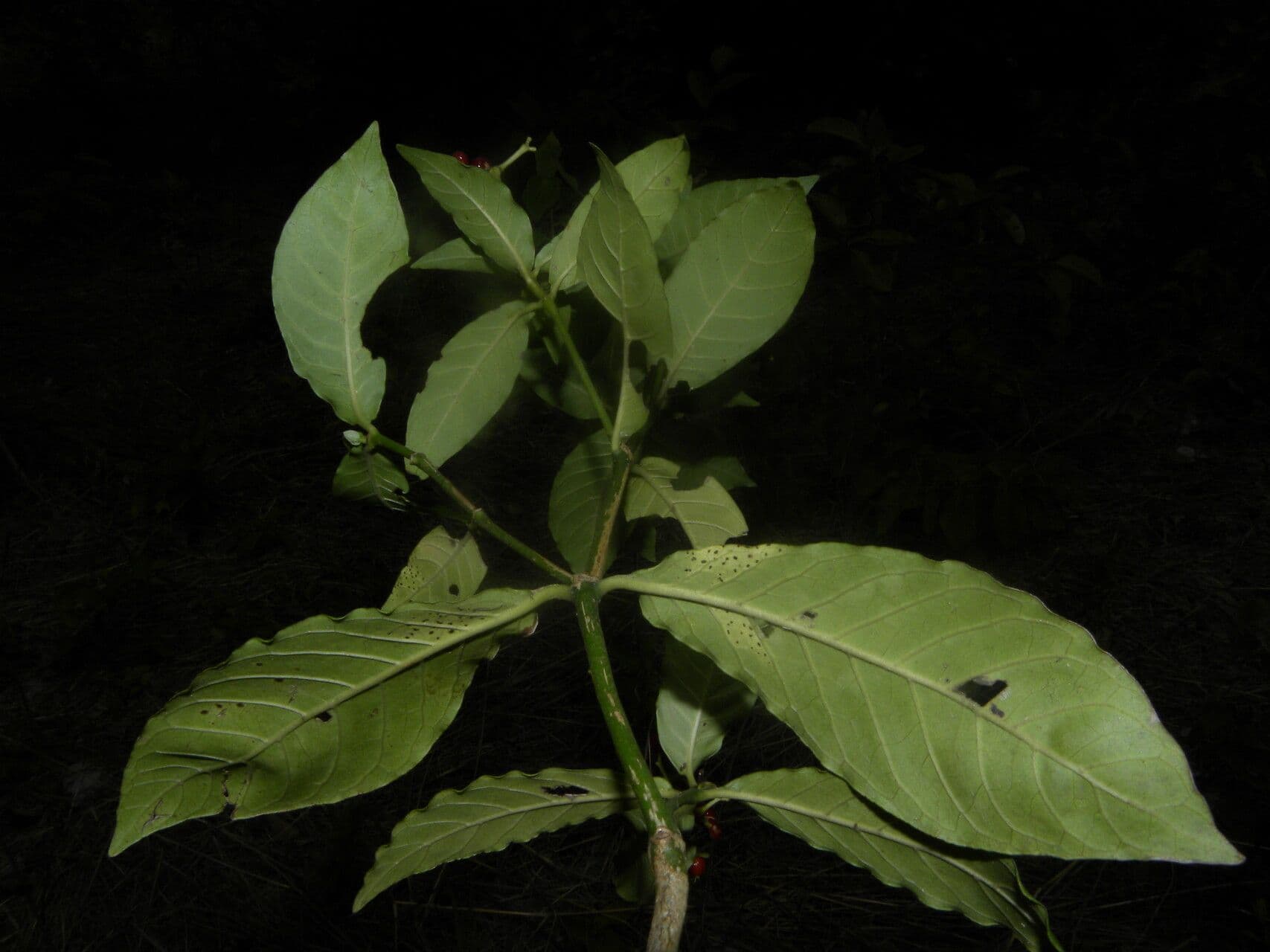 Psychotria 9