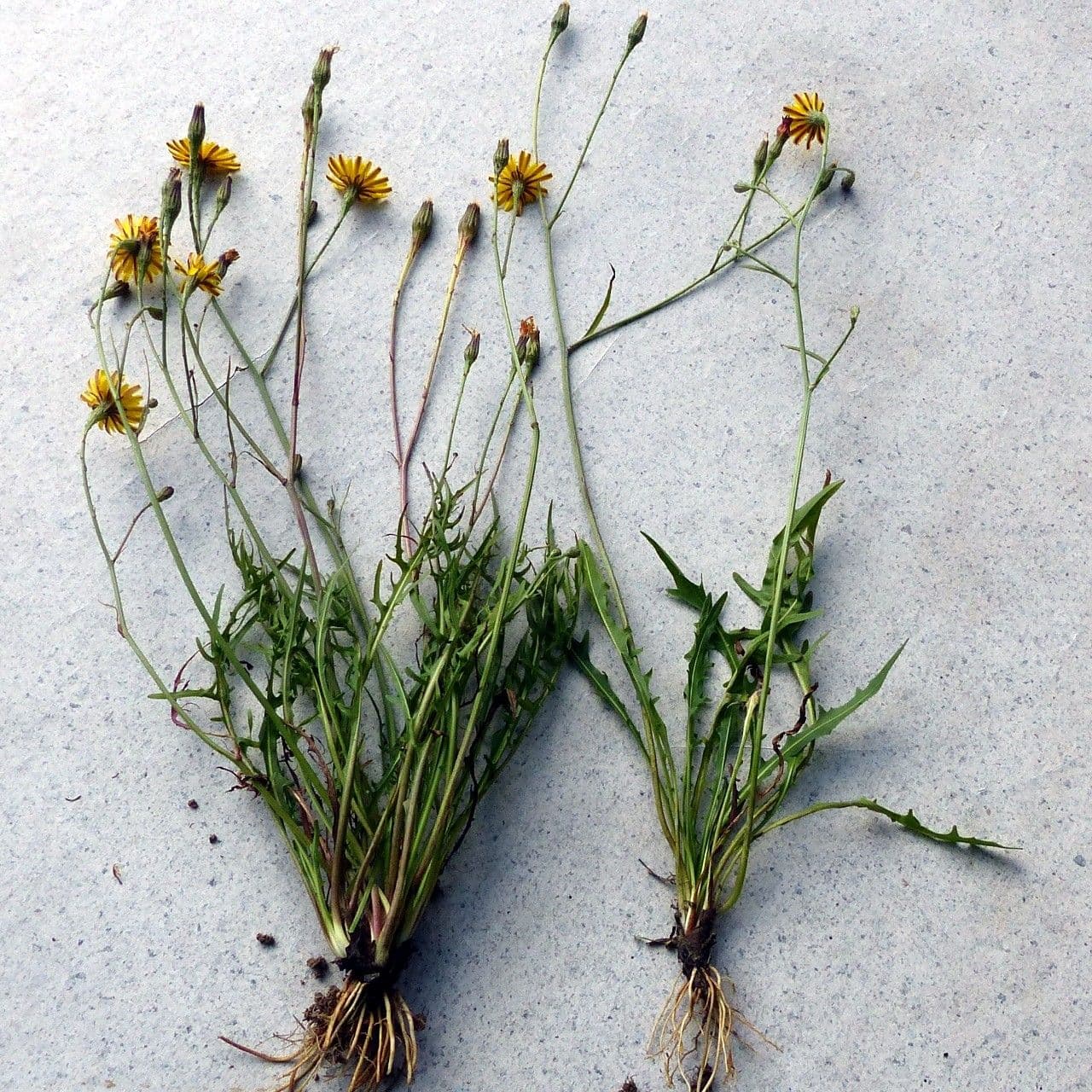 Radicchiella autunnale 12