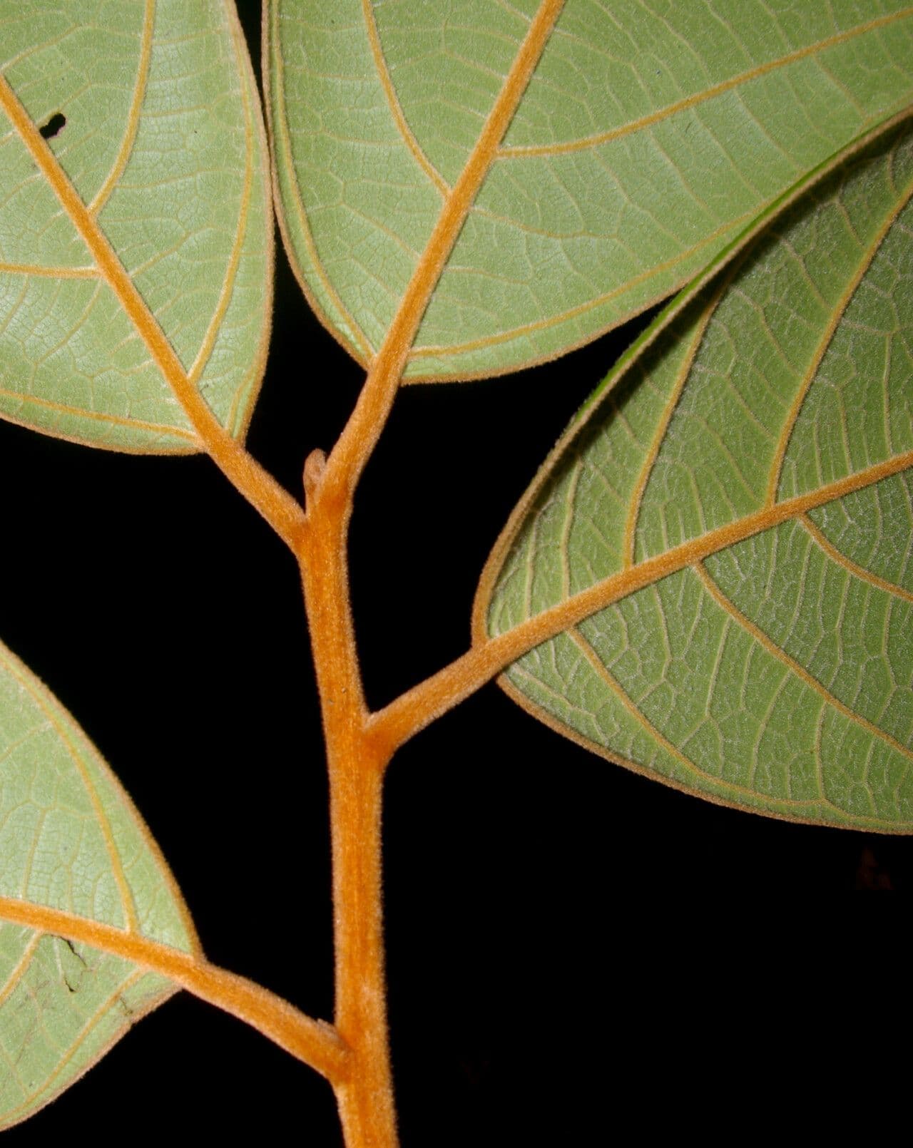 Ocotea 5