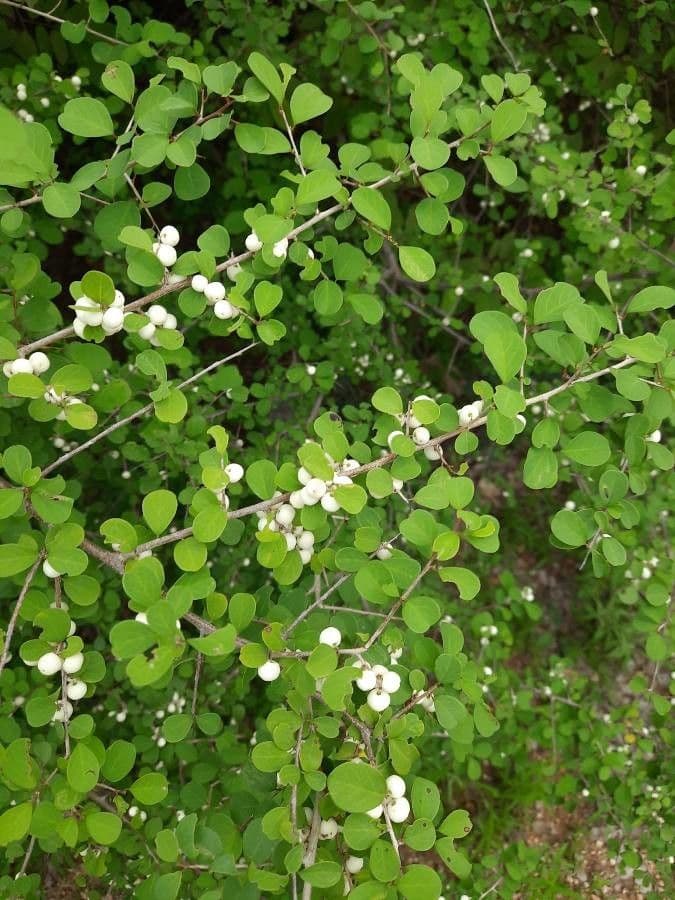 Fluggea spinosa 5