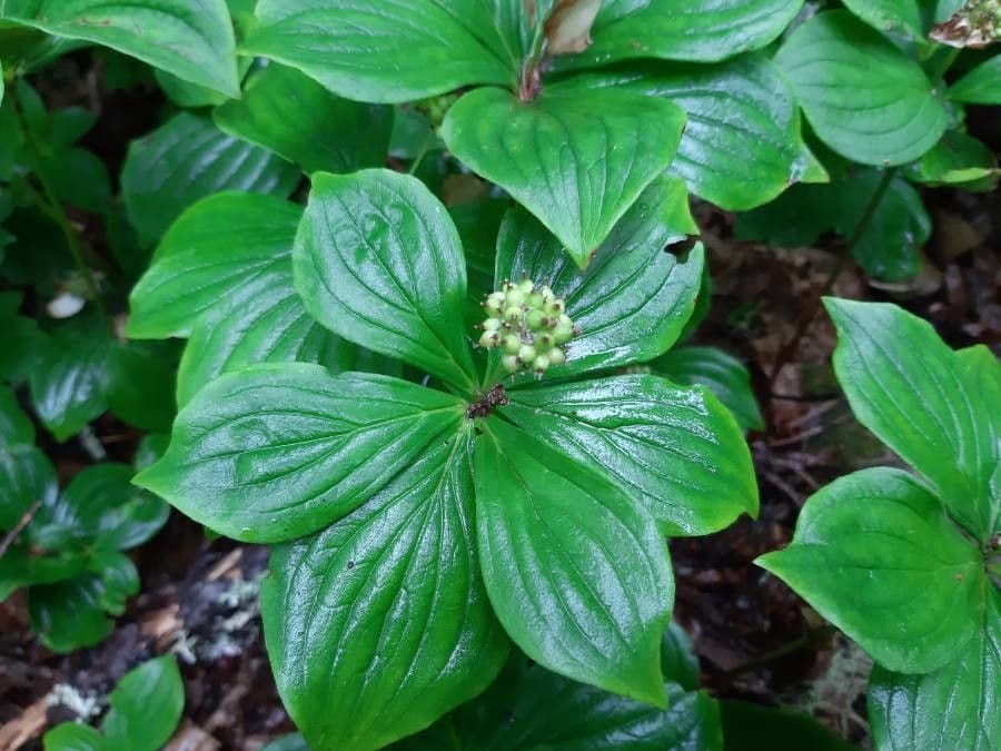 Cornus de Canadá 24