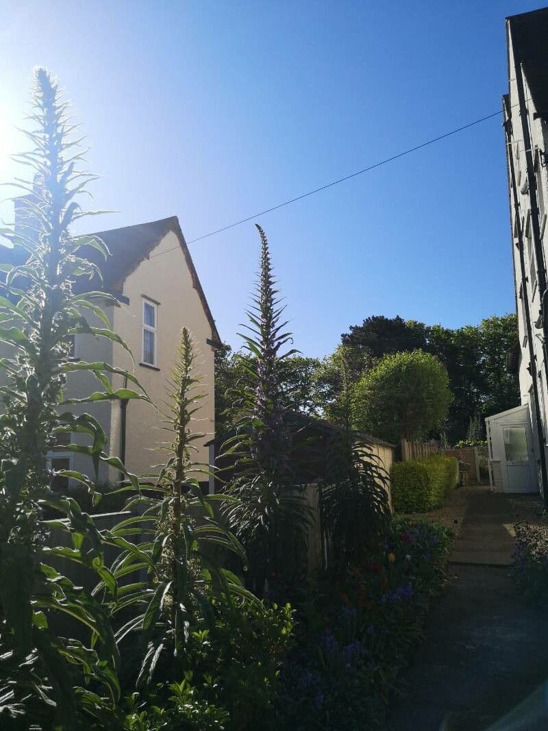 Echium pininana 3