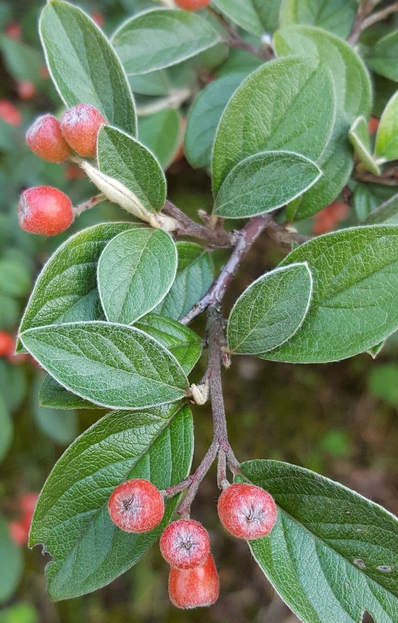 Cotonéaster cotoneaster 3