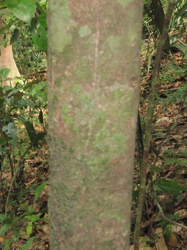 Talisia