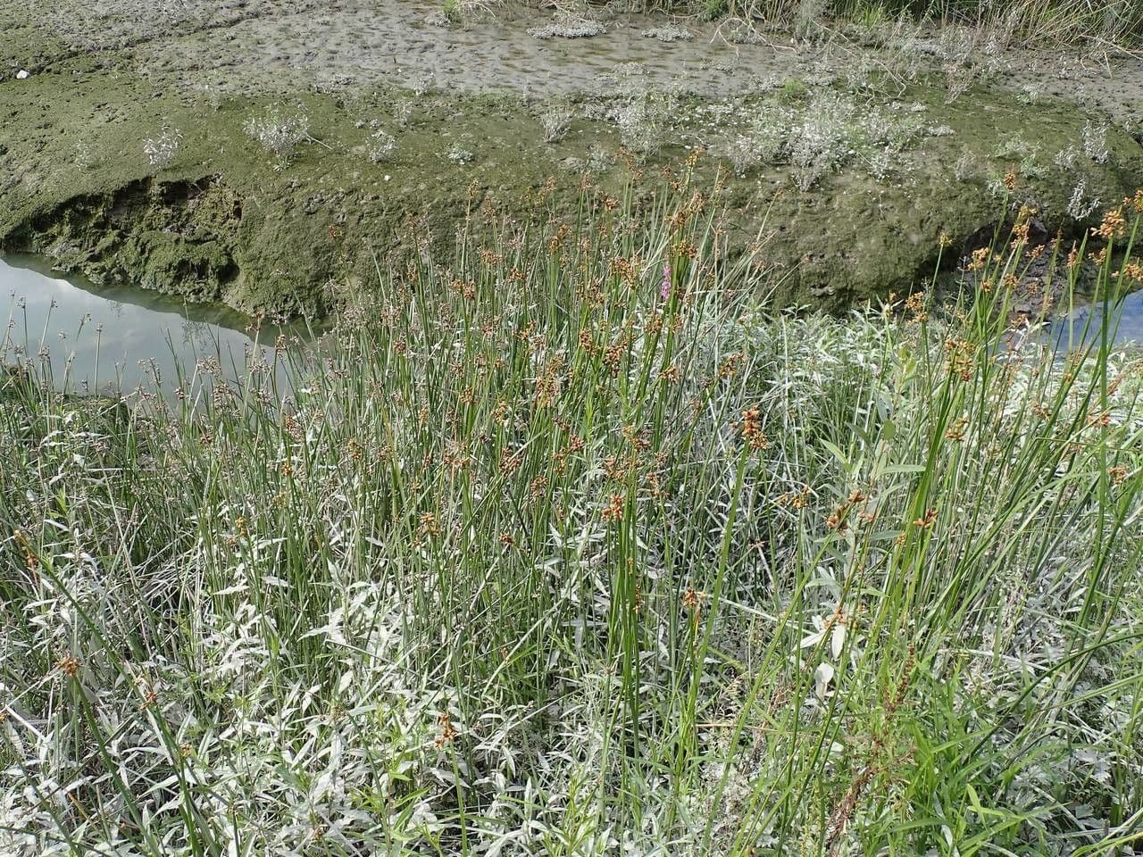 Schoenoplectus triqueter 14