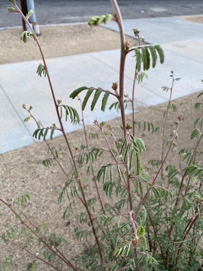 Desmanthus 3