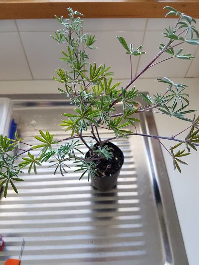Baum-Lupine 18