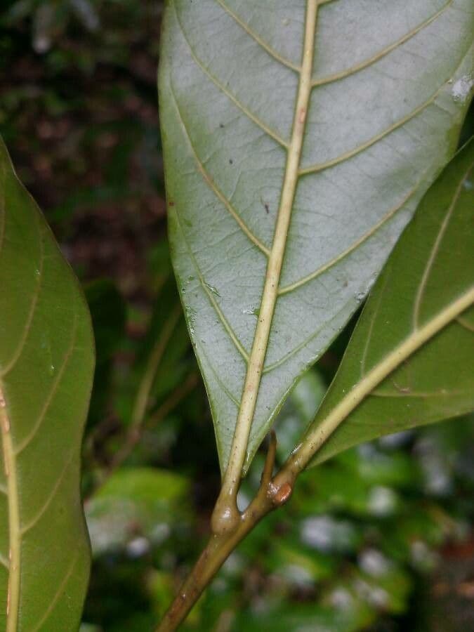 Vouarana 2