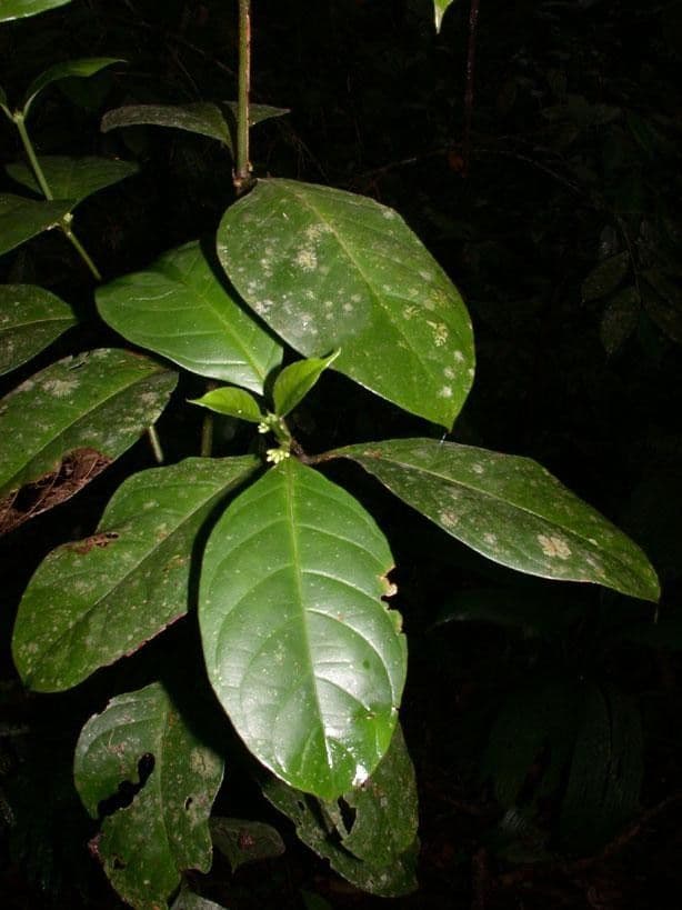 Ronabea latifolia 15
