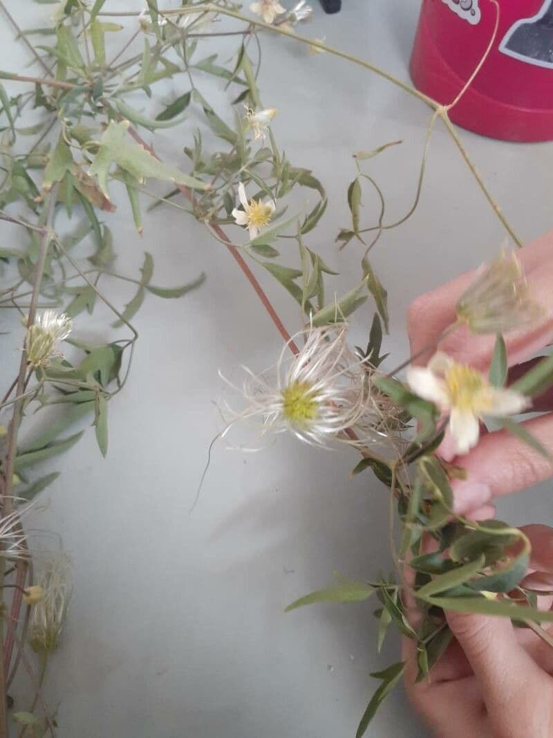 Clematis orientale 6