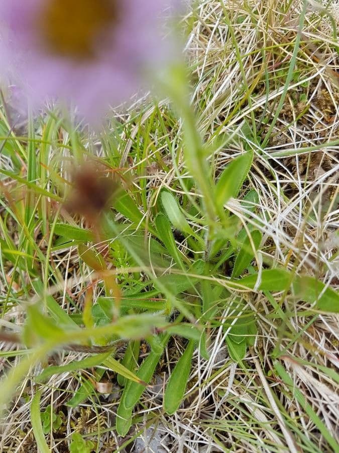 Erigeron alpino 18