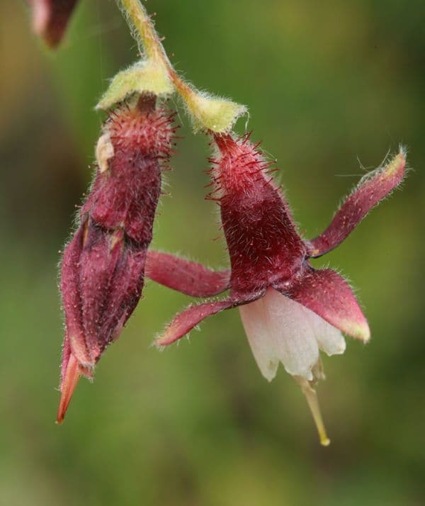 Ribes di Menzies 6