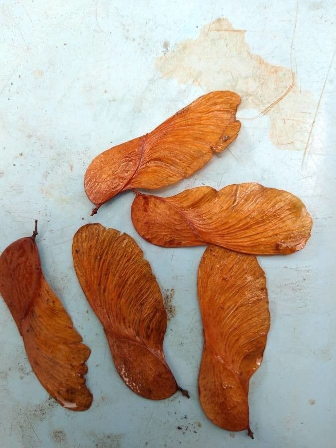 Pterogyne nitens 2