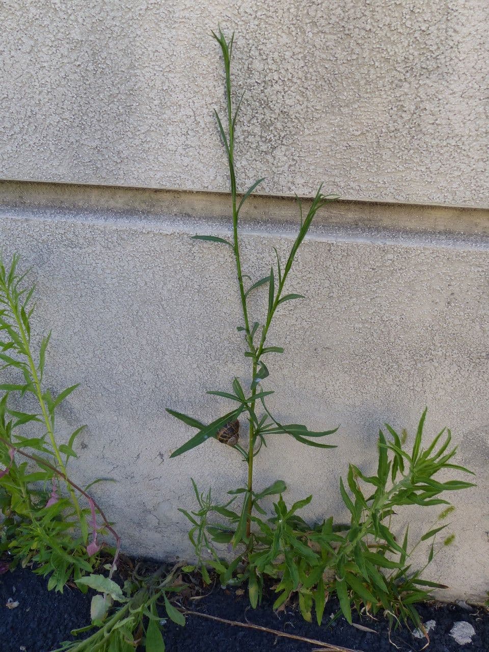 Glatte Aster 10