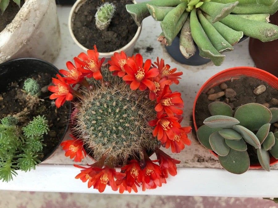 Cactus calice di rosa 5