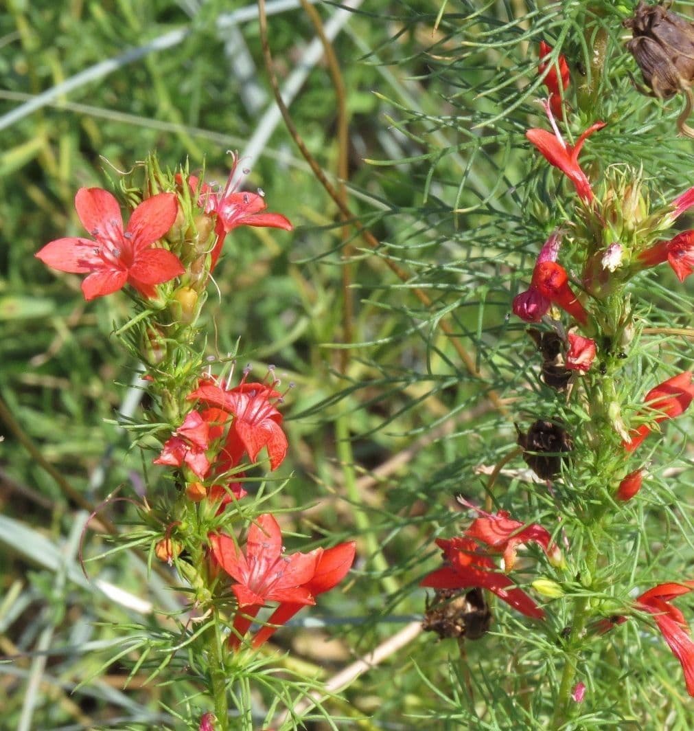 Ipomopsis rossa 11