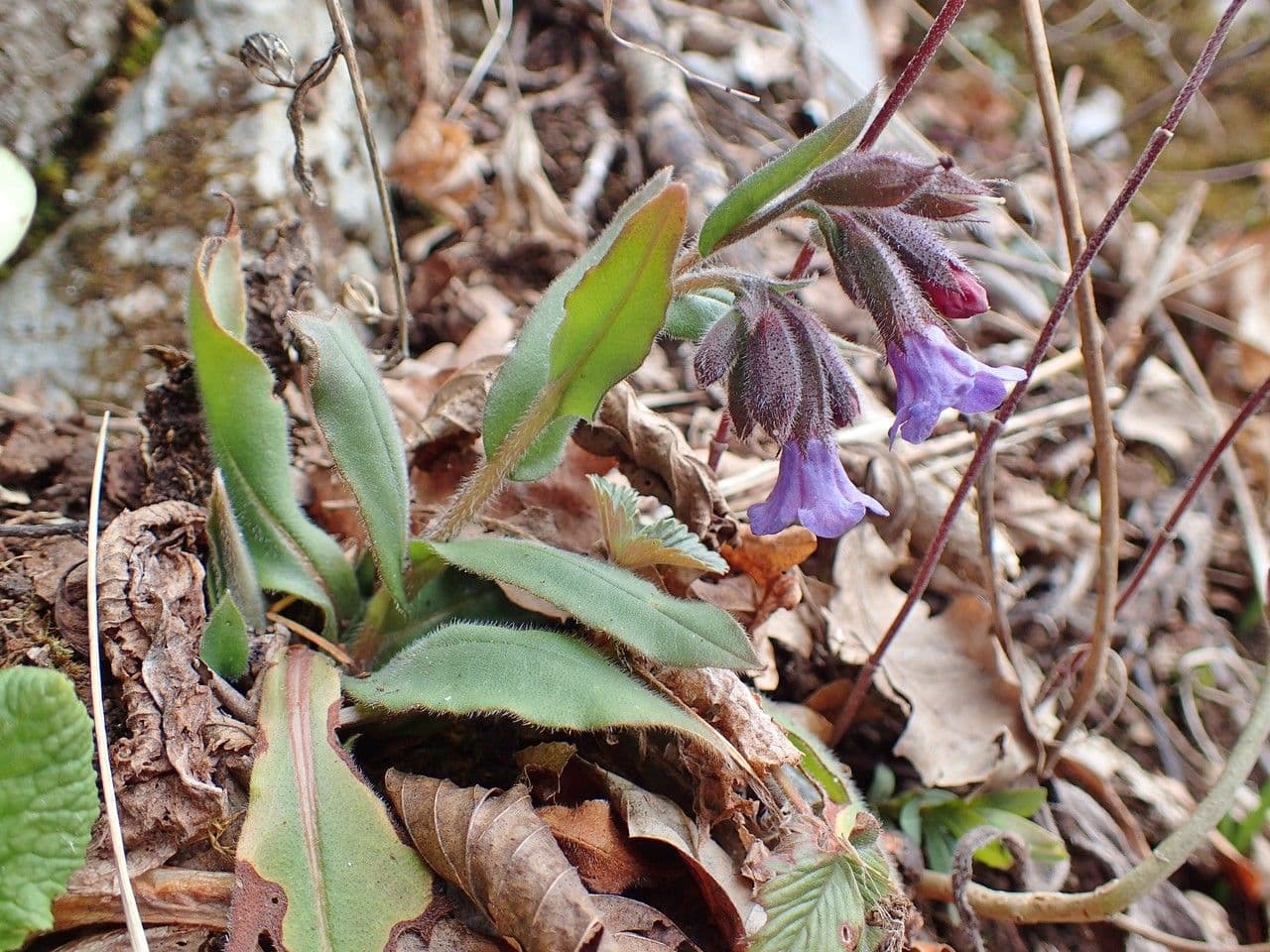 Polmonaria montana 12