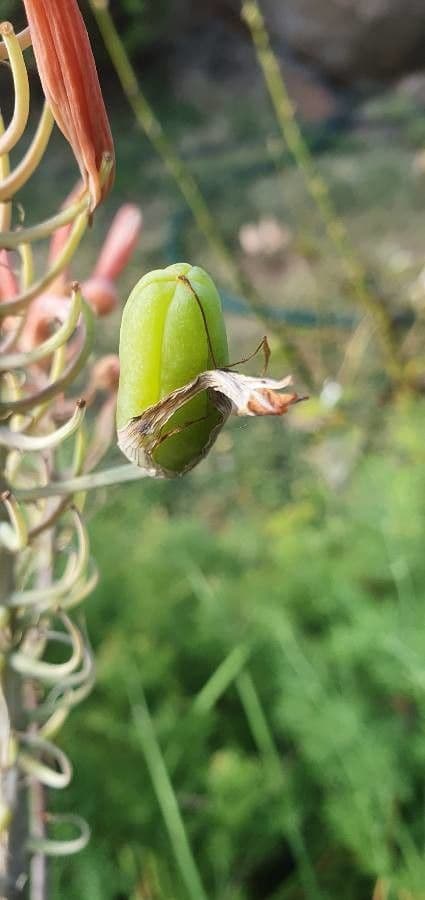Aloe 2