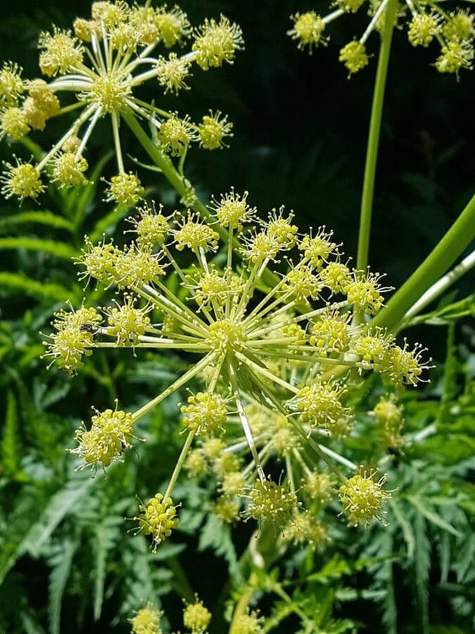 Molopospermum 6