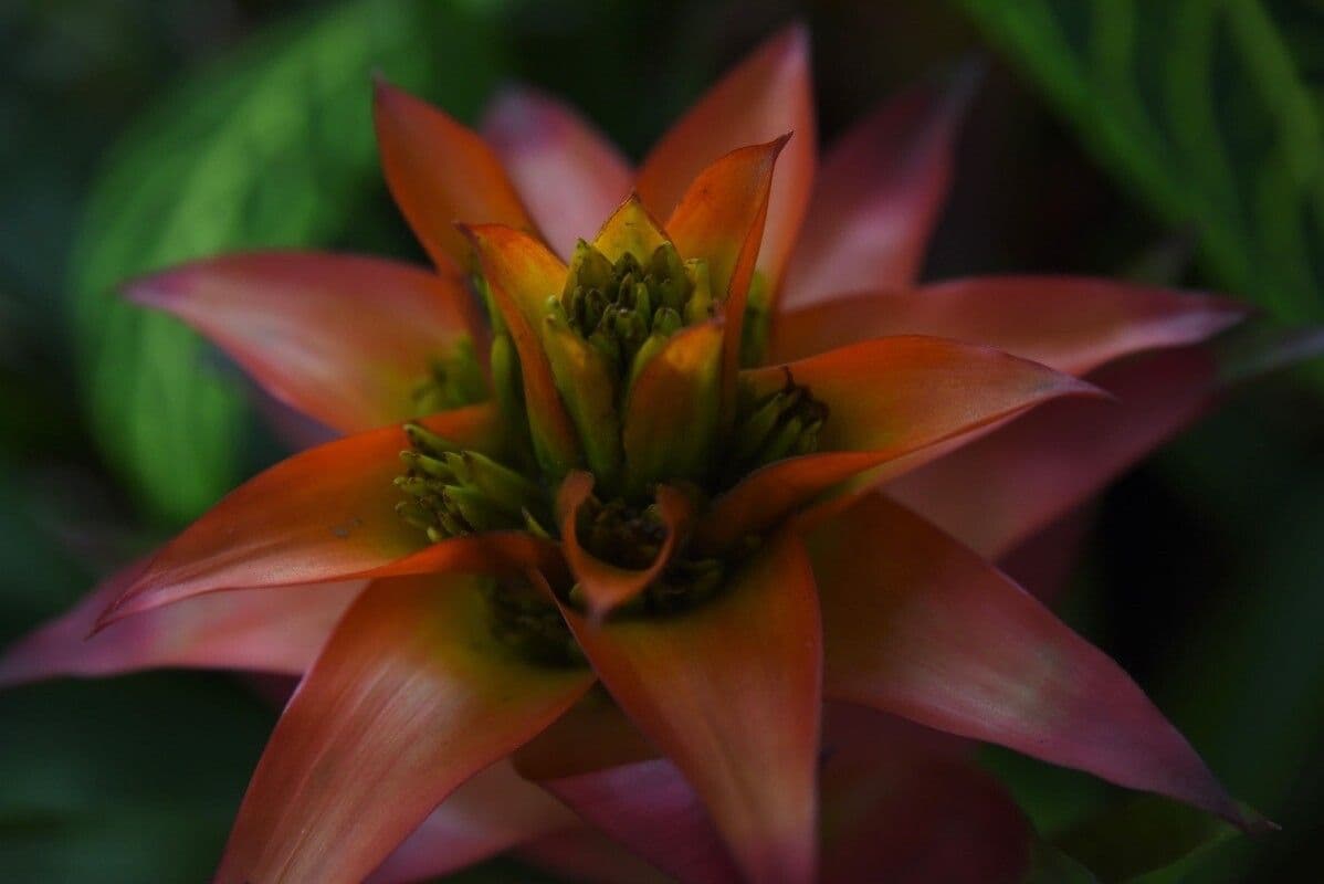Aechmea mertensii 9