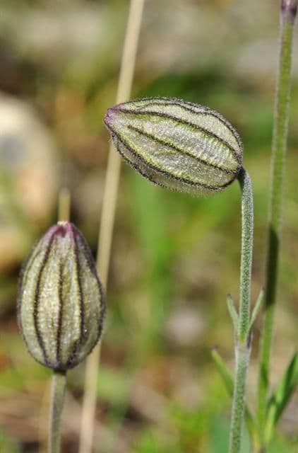 Silene uralensis
